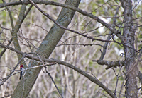 Red headed Woodpecker 0187